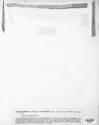 Hendersonia graminicola image